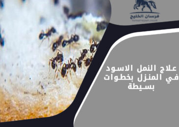علاج النمل الاسود في المنزل بخطوات بسيطة